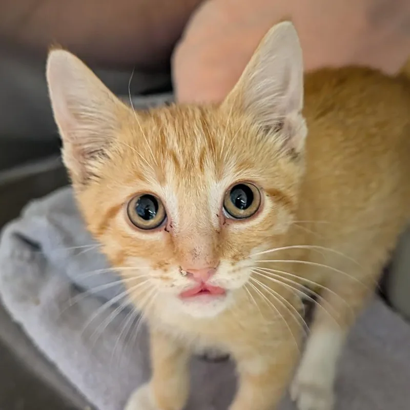 A baby medium-sized male Domestic Short Hair cat named Chicken Jockey for adoption in Cape Girardeau, MO