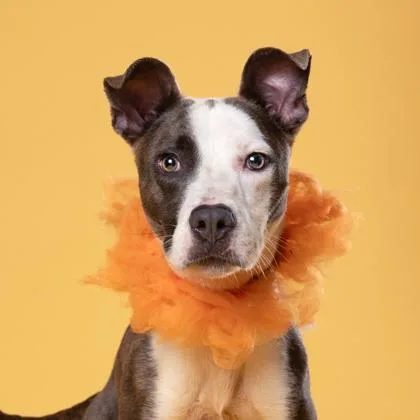 An adult medium-sized male Mixed Breed dog named Oakley for adoption in Atlanta, GA