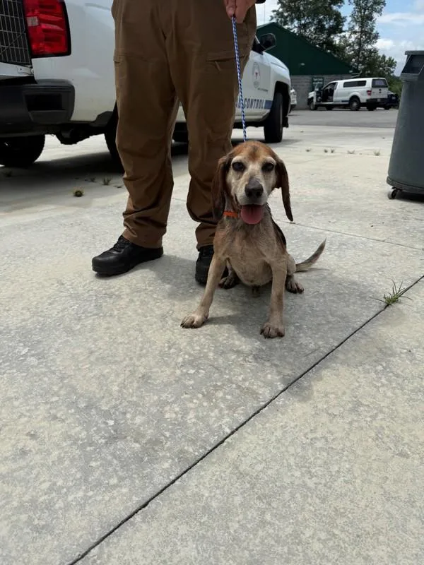 An adult medium-sized male Beagle dog named Bud for adoption in Campbellsville, KY