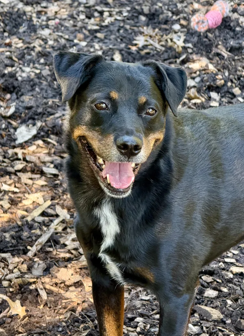 A senior large-sized female Doberman Pinscher dog named Monkey for adoption in Columbia, MD