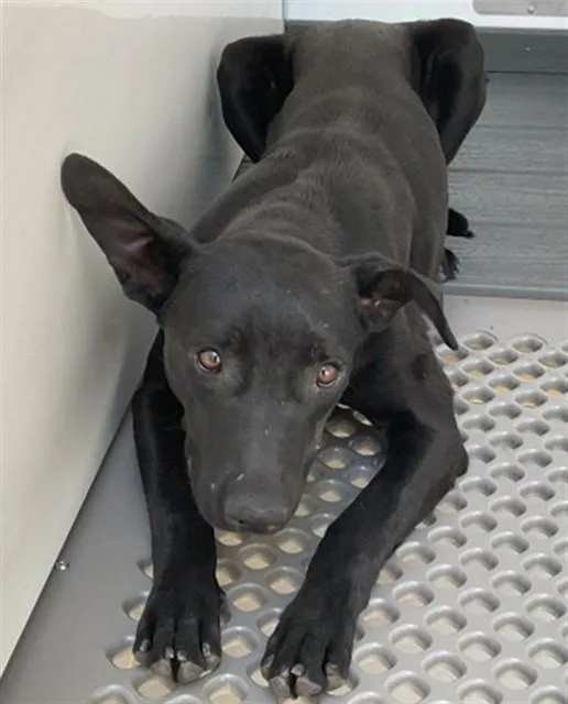 A baby medium-sized female Labrador Retriever dog named Sombra for adoption in San Bernardino, CA