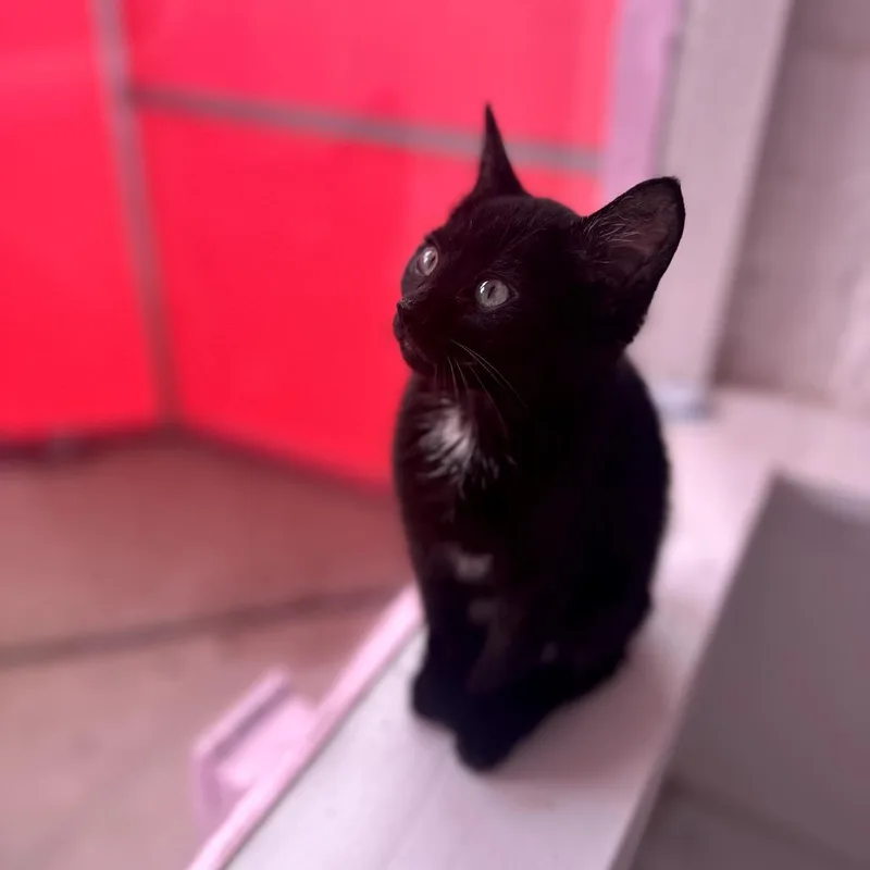 A baby small-sized male Black Domestic Short Hair cat named Cajun for adoption in Forest Park, IL