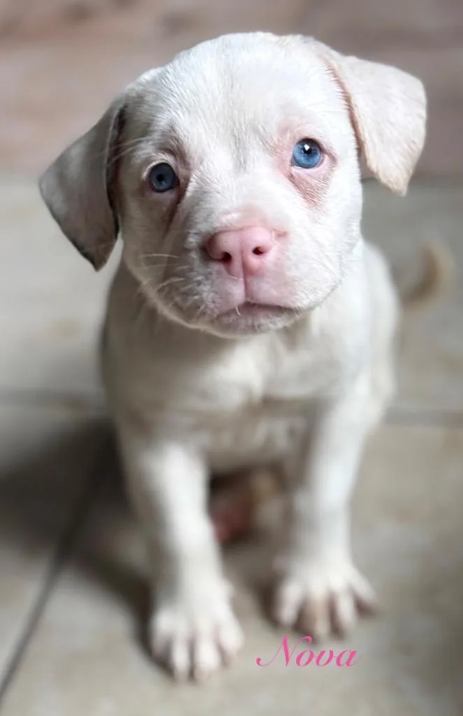A baby medium-sized female Australian Shepherd dog named Nova for adoption in St. Augustine, FL