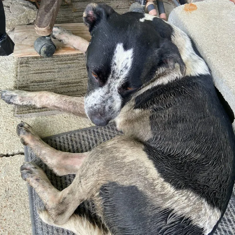An adult medium-sized female Black Mixed Breed dog named TNGCStray for adoption in Pulaski, TN