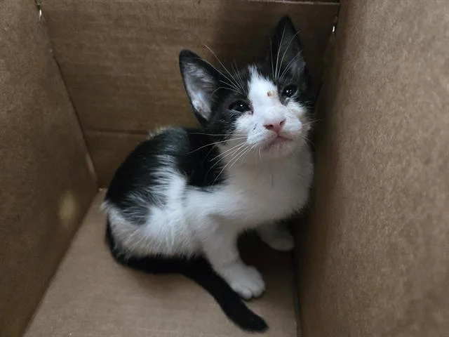 A baby medium-sized male Domestic Short Hair cat named Oreo for adoption in Dallas, TX