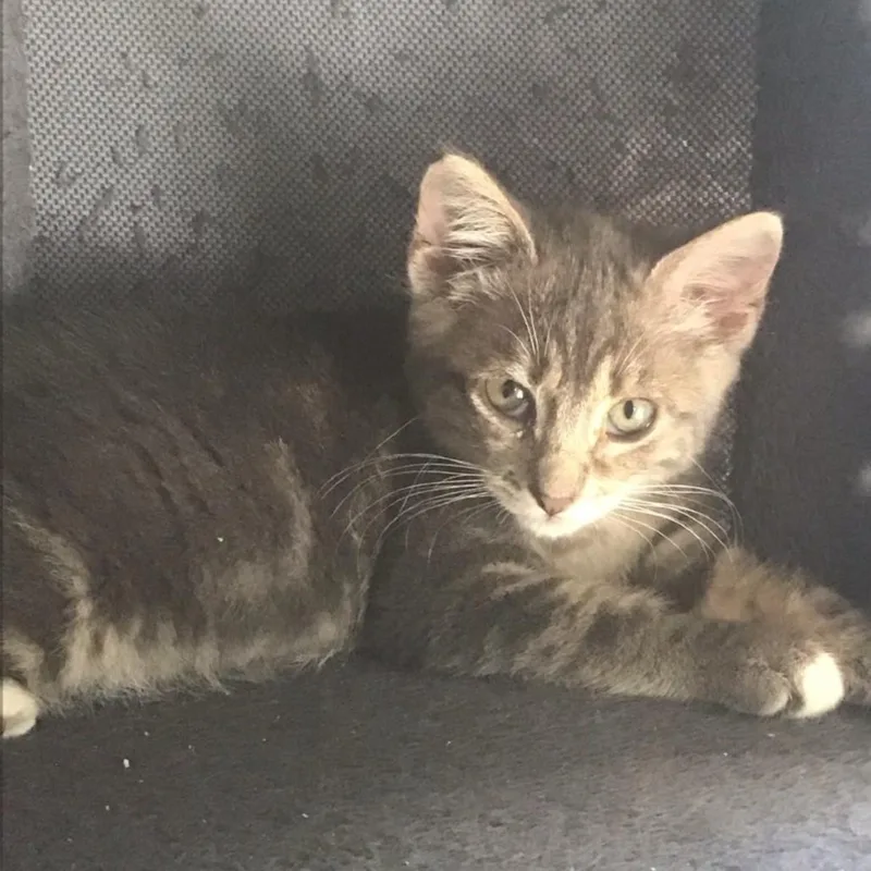 A baby small-sized male Gray / Blue / Silver Domestic Short Hair cat named Bomba for adoption in Westminster, CA