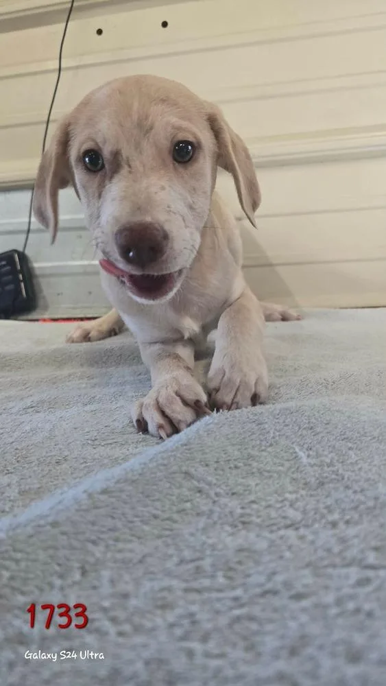 A baby large-sized male Catahoula Leopard Dog dog named Bd Fork for adoption in Warrenton, MO