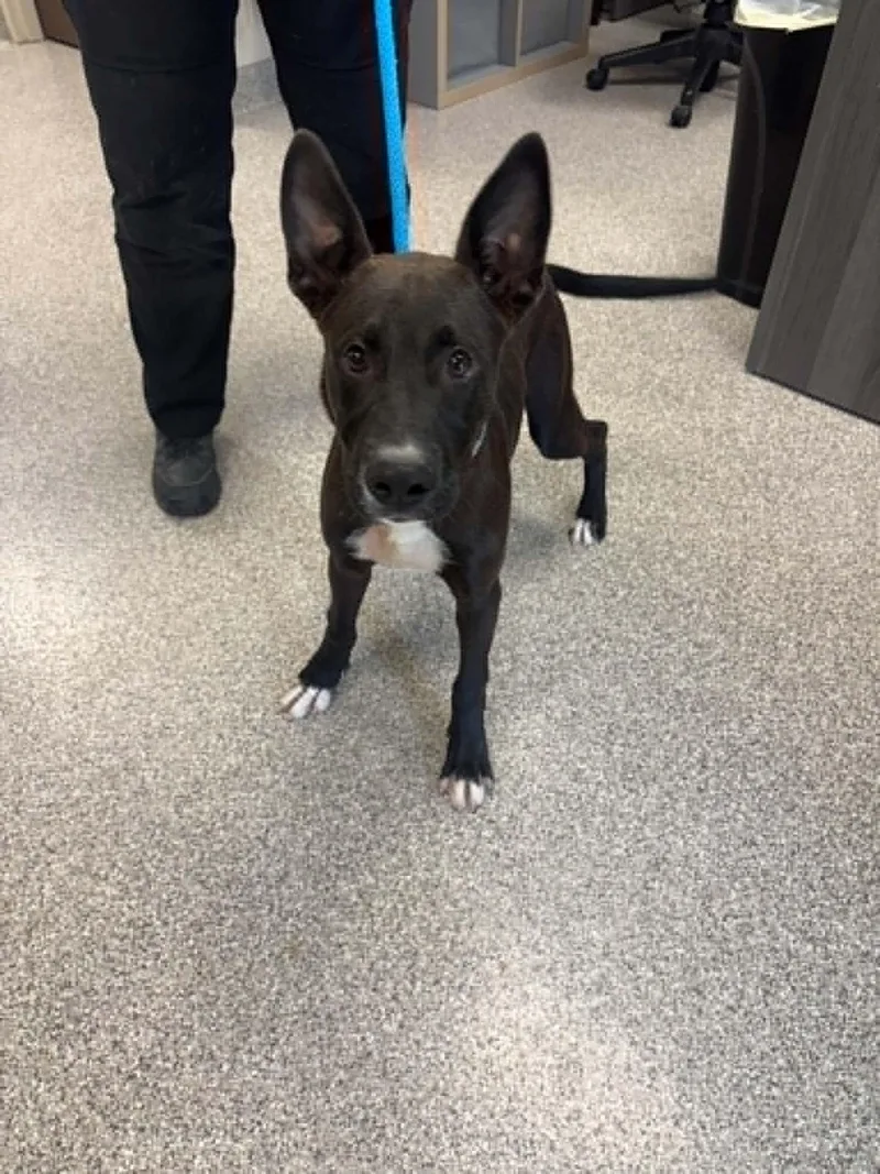 A baby medium-sized male Black Australian Kelpie dog named Kimchi for adoption in Georgetown, OH