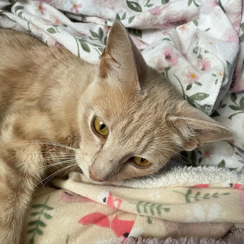 Phoebe thumbnail 3