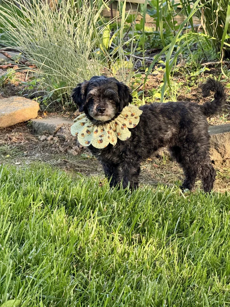 An adult small-sized female Shih Tzu dog named Sloaneos for adoption in Pataskala, OH