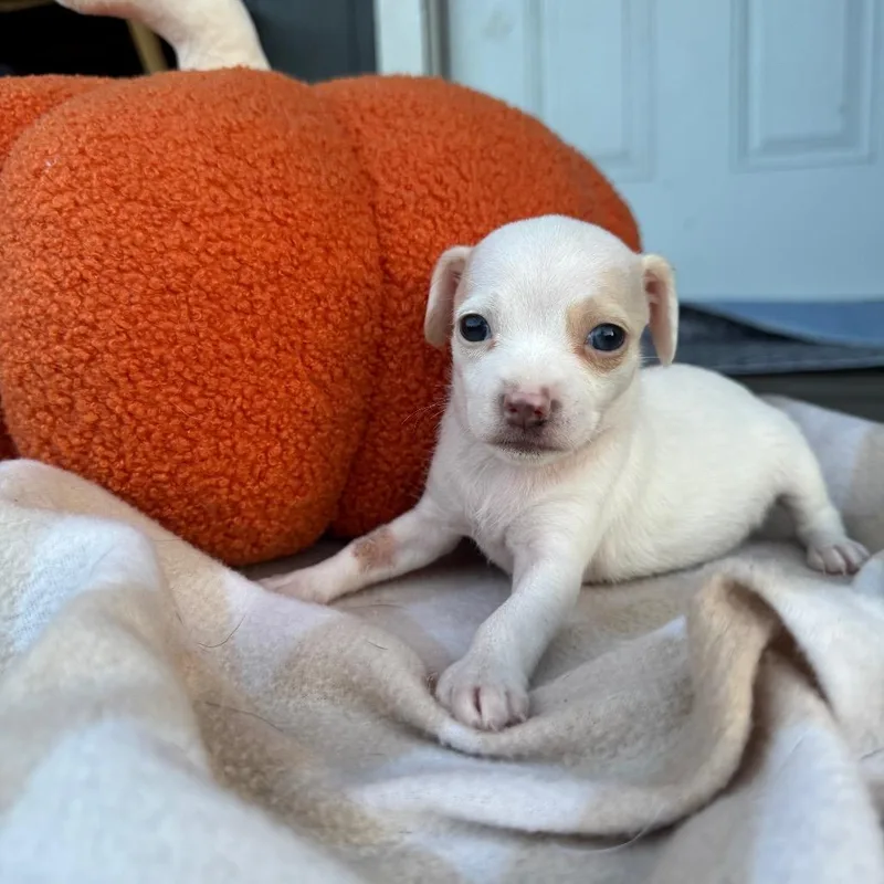 A baby small-sized female Beagle dog named Princess _ for adoption in Myakka City, FL