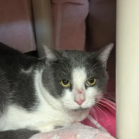 An adult small-sized male White Domestic Short Hair cat named Otto for adoption in Springfield, MA