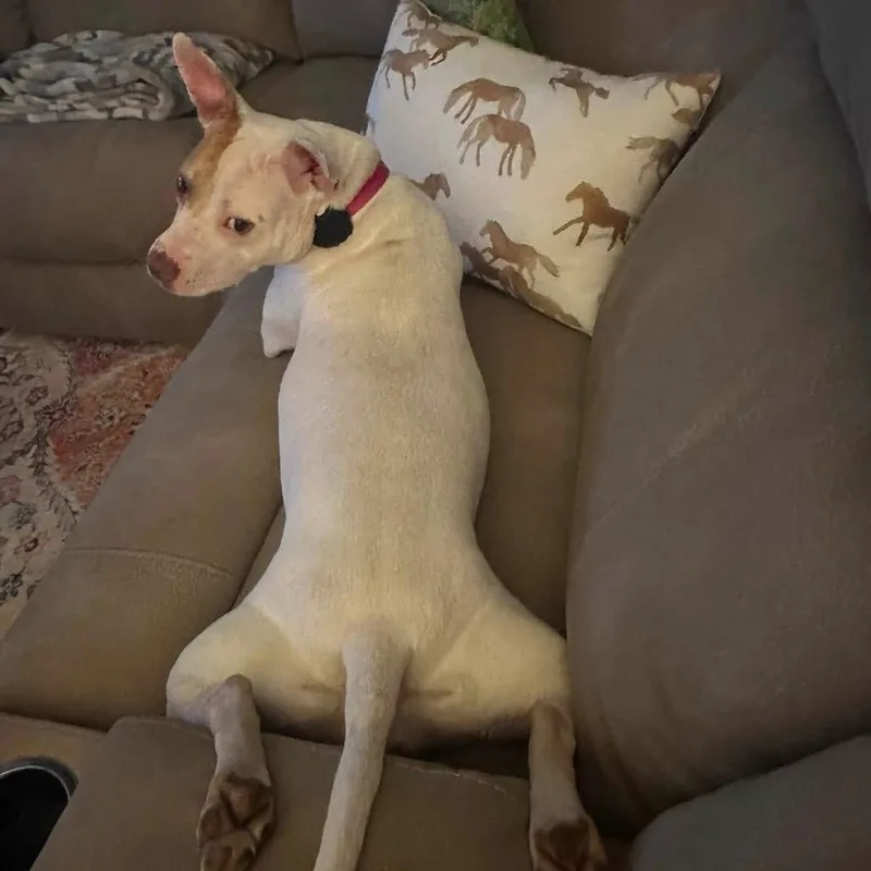 An adult medium-sized female White / Cream Mixed Breed dog named Vega for adoption in Fredericksburg, VA