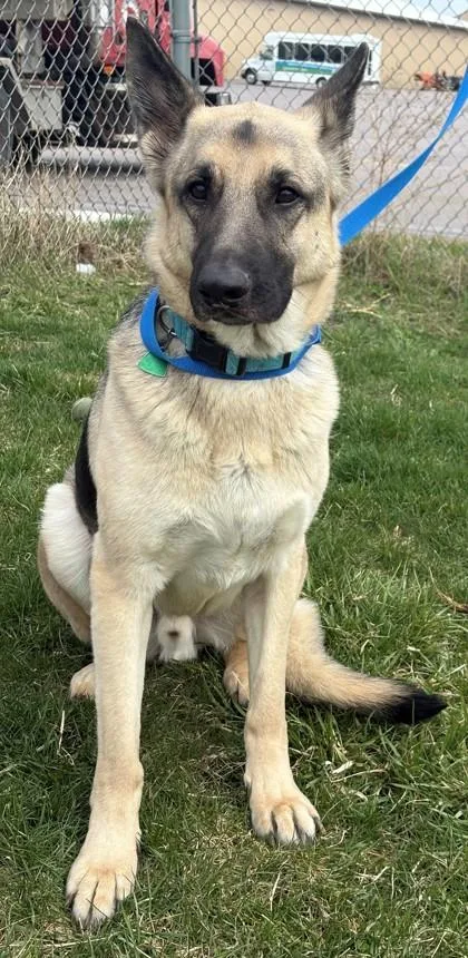 An adult extra large-sized male German Shepherd Dog dog named Ryker for adoption in Baraboo, WI