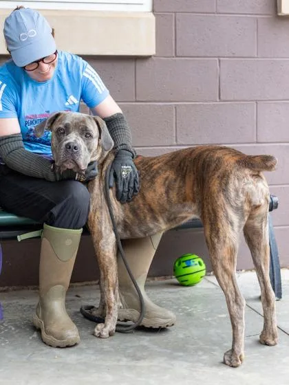 An adult extra large-sized female Mixed Breed dog named Jaristan for adoption in Chamblee, GA