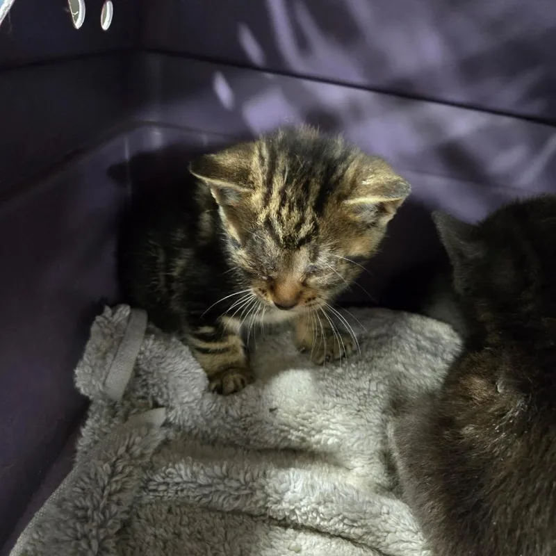 A baby small-sized female Brown / Chocolate Domestic Short Hair cat named Woodstock for adoption in Newark, NJ