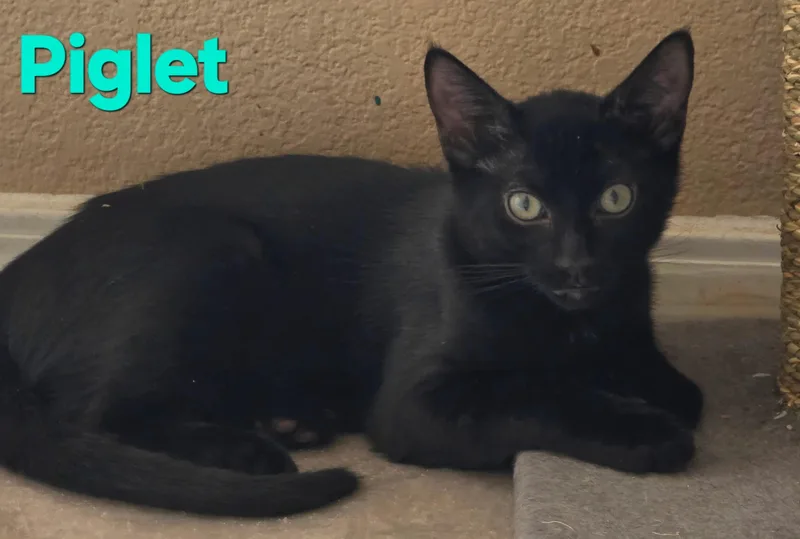A young large-sized male Black Domestic Short Hair cat named Piglet for adoption in Albuquerque, NM
