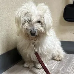 A senior small-sized male White / Cream Maltese dog named Russell for adoption in Ramona, CA