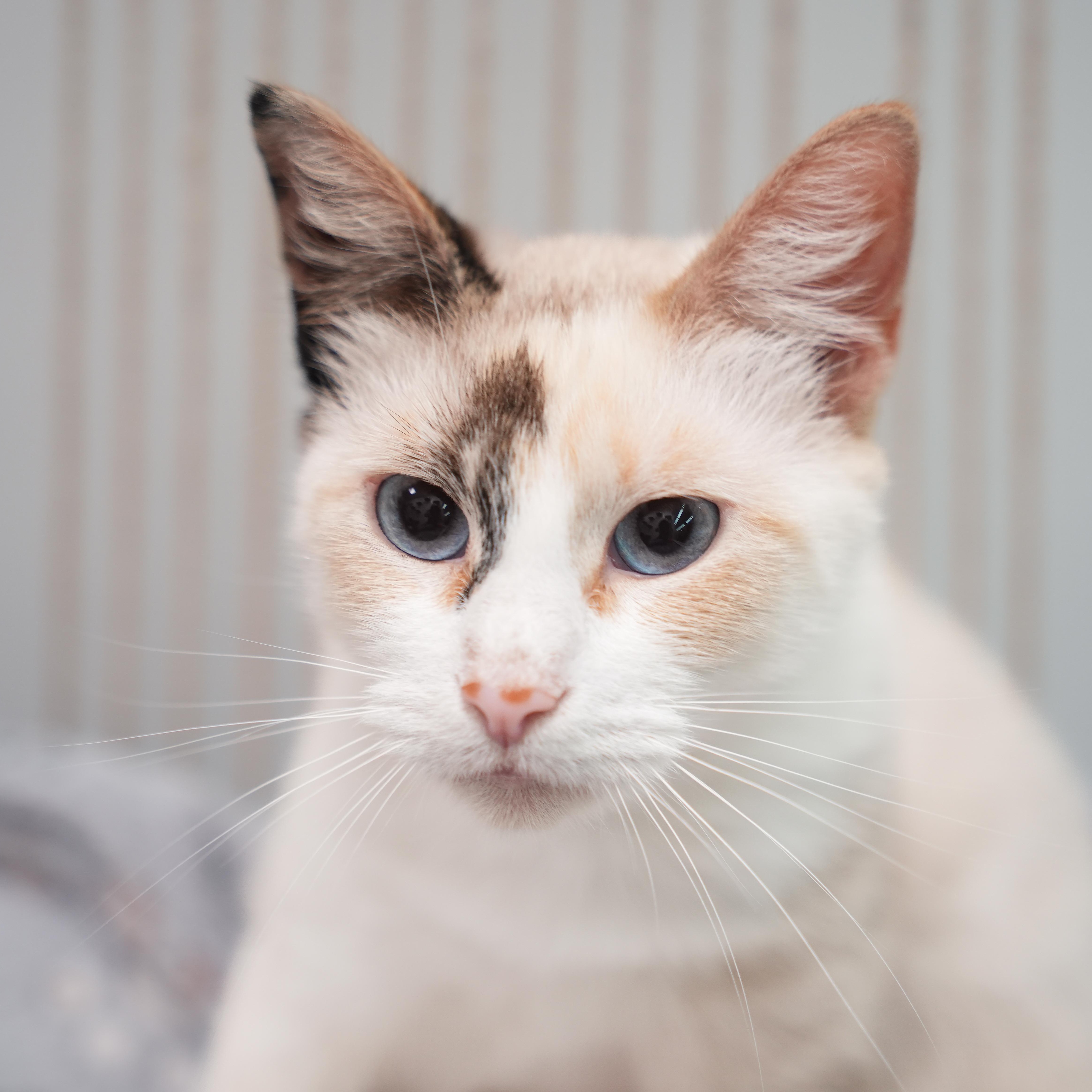 A young medium-sized female Siamese cat named Tiwari for adoption in Dalton, GA