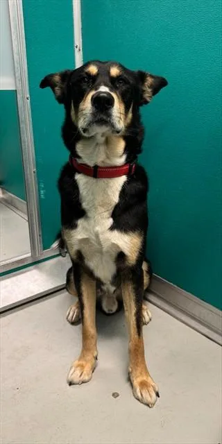 A young large-sized male German Shepherd Dog dog named Bronson for adoption in Oklahoma City, OK