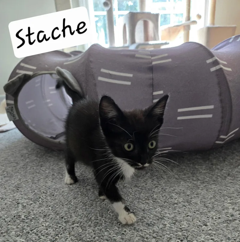 A baby small-sized male Domestic Short Hair cat named Stache for adoption in Mexico, MO