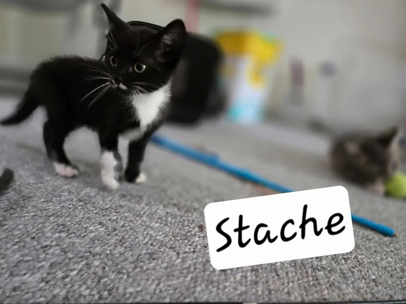 Stache thumbnail 2