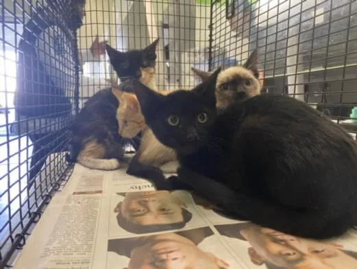 A baby small-sized male Domestic Short Hair cat named Robin for adoption in Chatsworth, CA