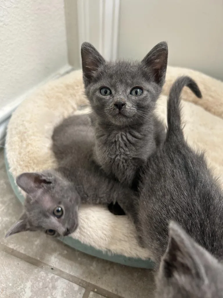 A baby medium-sized male Russian Blue cat named Leon for adoption in Lewisville, TX