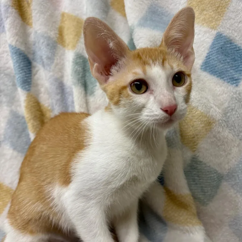 A baby small-sized female Orange / Red Domestic Short Hair cat named Dipper for adoption in Laredo, TX