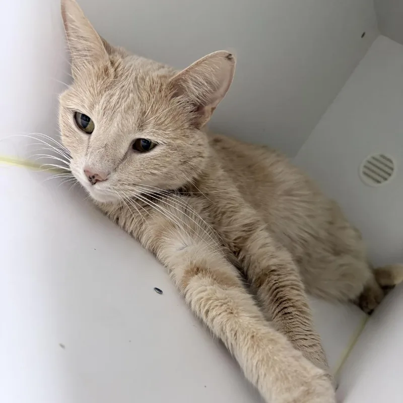 A senior medium-sized female Orange / Red Domestic Short Hair cat named Peaches for adoption in Tyler, TX
