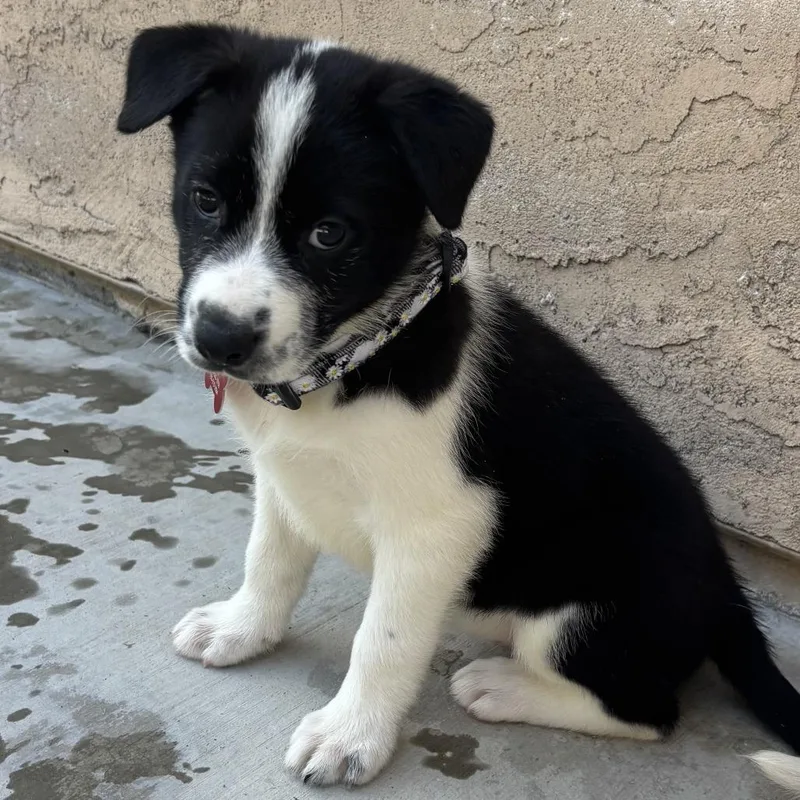 A baby medium-sized female Black Siberian Husky dog named Aurora Borealis for adoption in Oceanside, CA