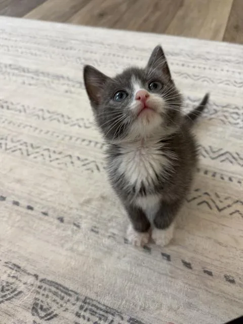 A baby small-sized female Domestic Short Hair cat named Cassie for adoption in Charlotte, NC
