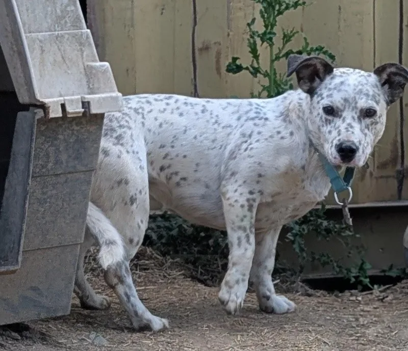 An adult medium-sized female White / Cream Corgi dog named Skittles for adoption in COEUR D ALENE, ID