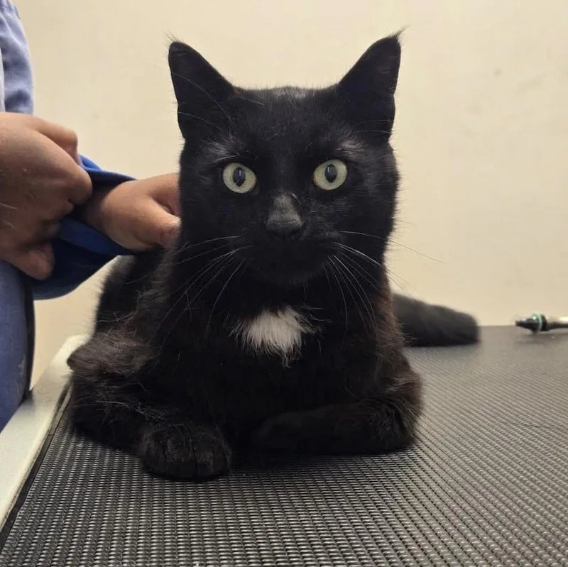 A young medium-sized male American Shorthair cat named Patch for adoption in Rochelle Park, NJ