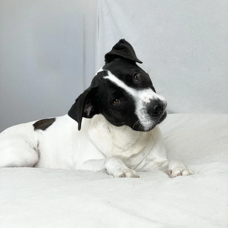 Perfect Partner thumbnail 2