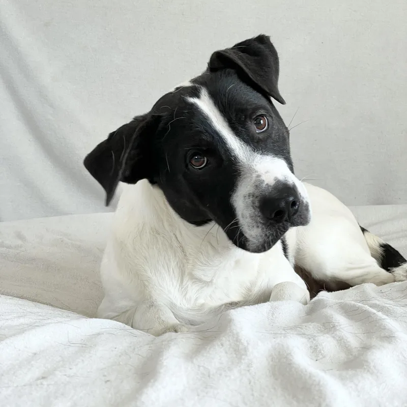 Perfect Partner thumbnail 4