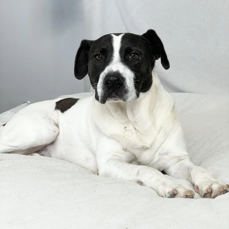 Perfect Partner thumbnail 6