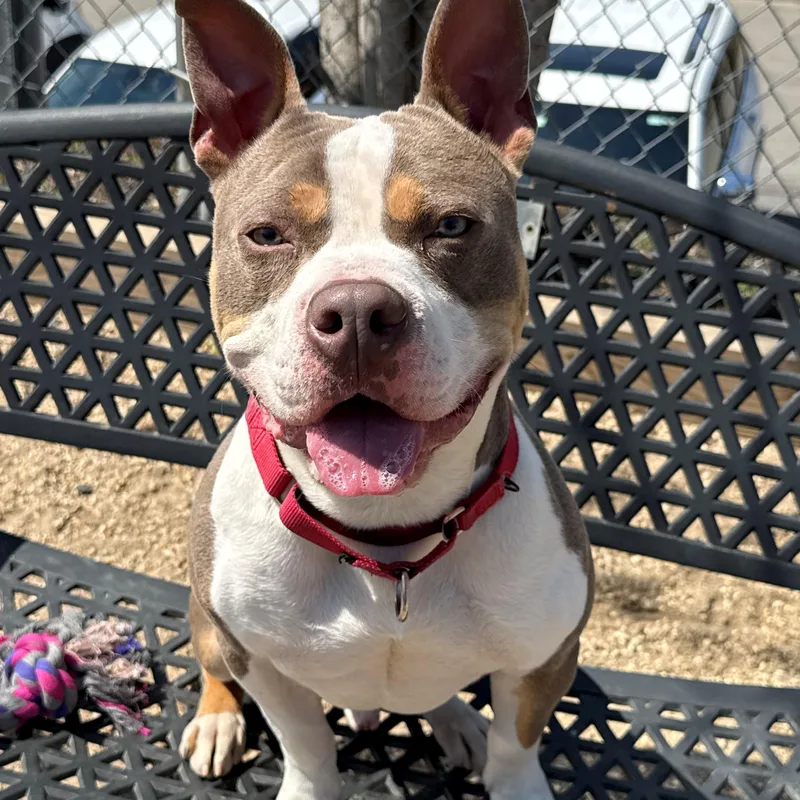An adult medium-sized male Apricot / Beige Pit Bull Terrier dog named Bob for adoption in New Rochelle, NY