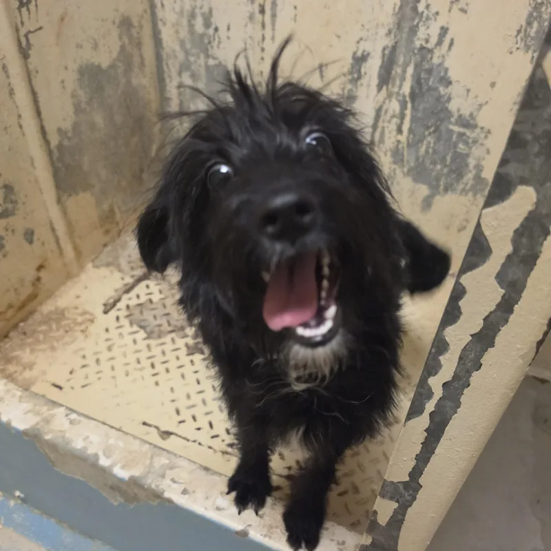 A baby medium-sized female Black Labradoodle dog named Grundgetta for adoption in Phoenix, AZ