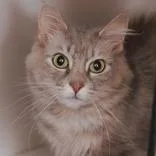 An adult medium-sized female Gray & White Domestic Short Hair cat named Olive for adoption in Hilliard, OH
