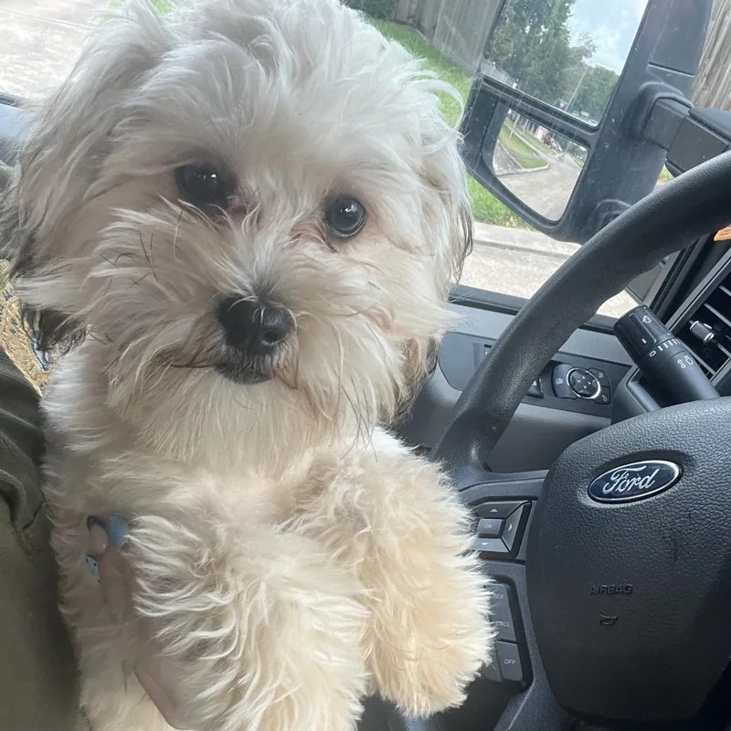 A young small-sized female Yellow / Tan / Blond / Fawn Shih Tzu dog named RoseRN for adoption in Lake Jackson, TX