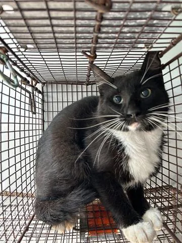 A young medium-sized male Domestic Medium Hair cat named A for adoption in Houston, TX