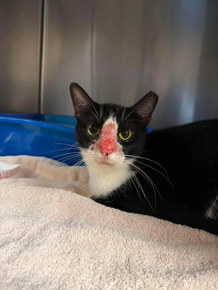 An adult small-sized male Domestic Short Hair cat named Koa for adoption in Ocala, FL