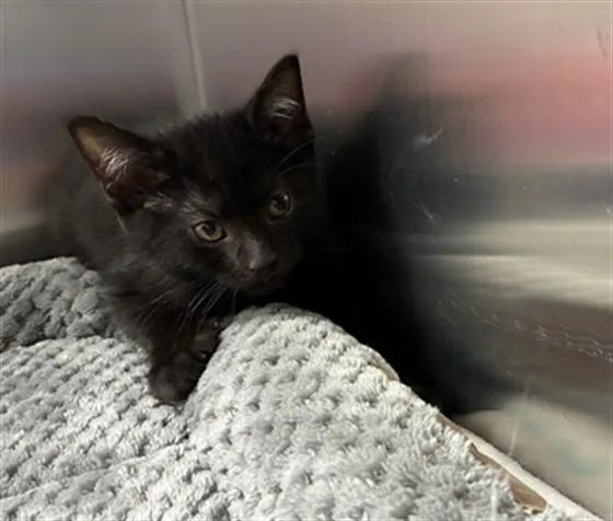 A baby small-sized male Domestic Short Hair cat named Sea Lion for adoption in Naples, FL