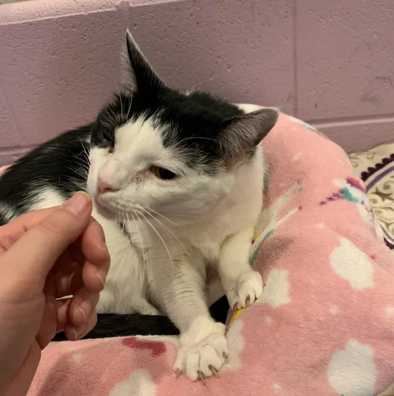 A senior medium-sized female Domestic Short Hair cat named Tommi Girl for adoption in South Bend, IN