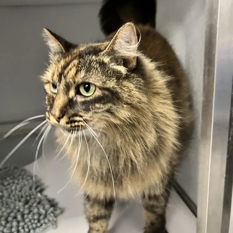 A senior large-sized female Tortoiseshell Domestic Long Hair cat named Willa for adoption in Oneonta, NY
