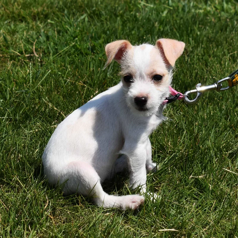 Darla