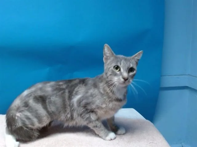 A young small-sized female Domestic Short Hair cat named Moonie for adoption in Gardena, CA