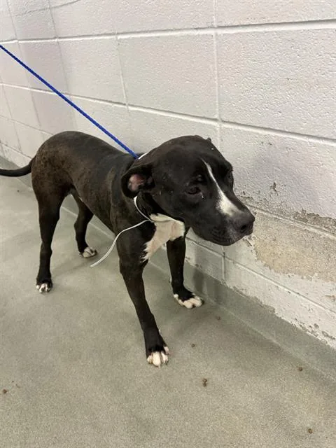 A young large-sized male Staffordshire Bull Terrier dog named Pancho for adoption in Houston, TX