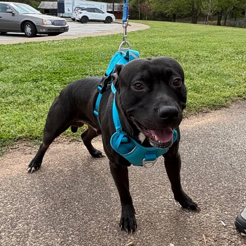 An adult medium-sized male Black American Staffordshire Terrier dog named Coco for adoption in Greenville, SC